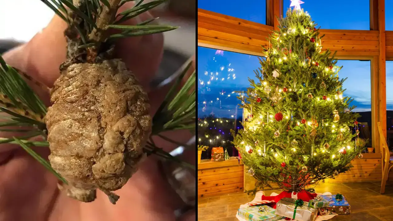 People are being warned to check their Christmas trees for clumps - as they may need to be removed immediately. 