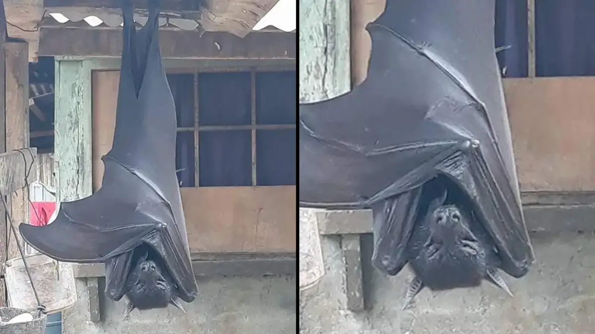 A startling photo of a 'human-sized bat,' captured in the Philippines, has gone viral on social media.