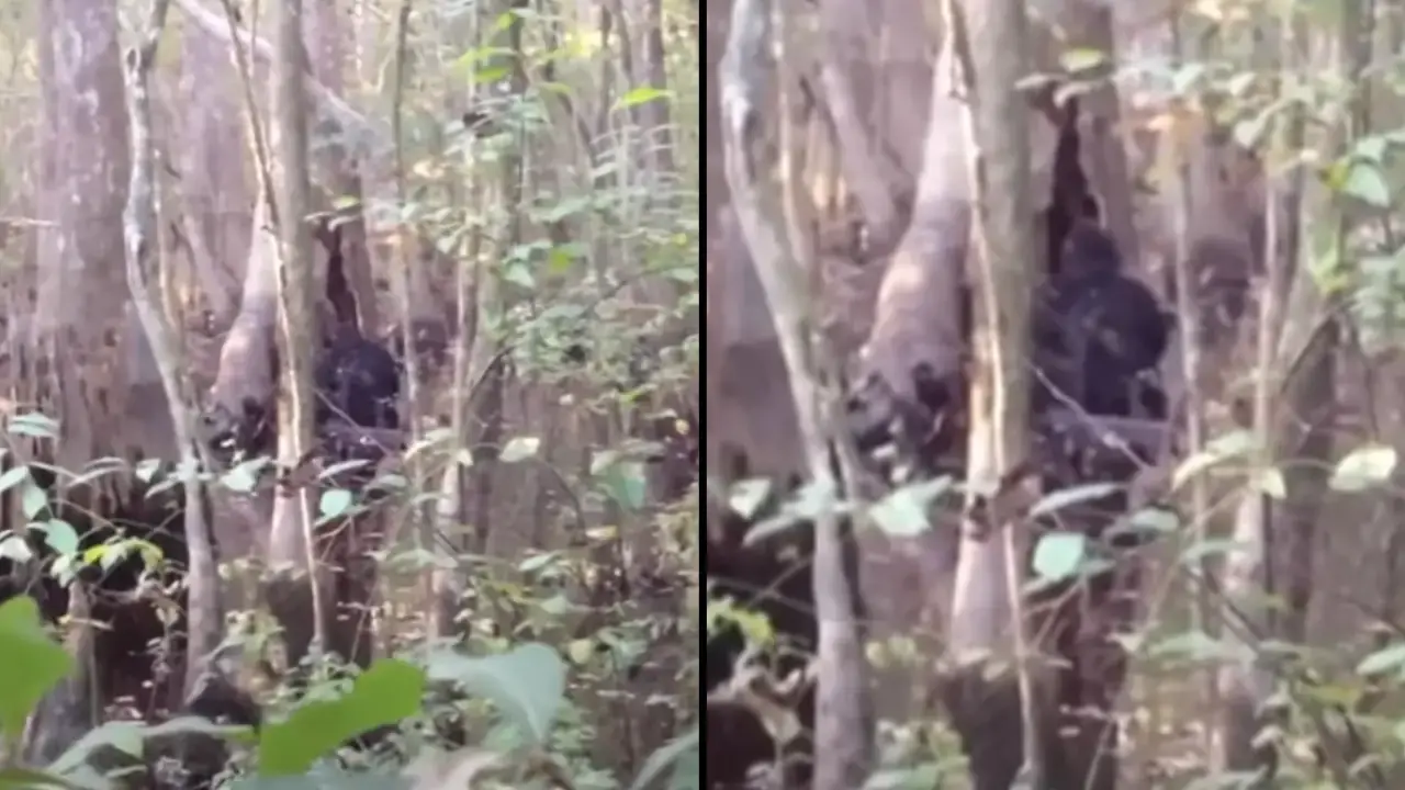 A man claims to have spotted Bigfoot and people say he's captured the 'best footage ever recorded.'