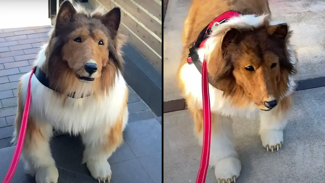 A man who spent $16,000 to 'become a dog' has been taken for a walk, and says he's finally 'fulfilling his dream.'