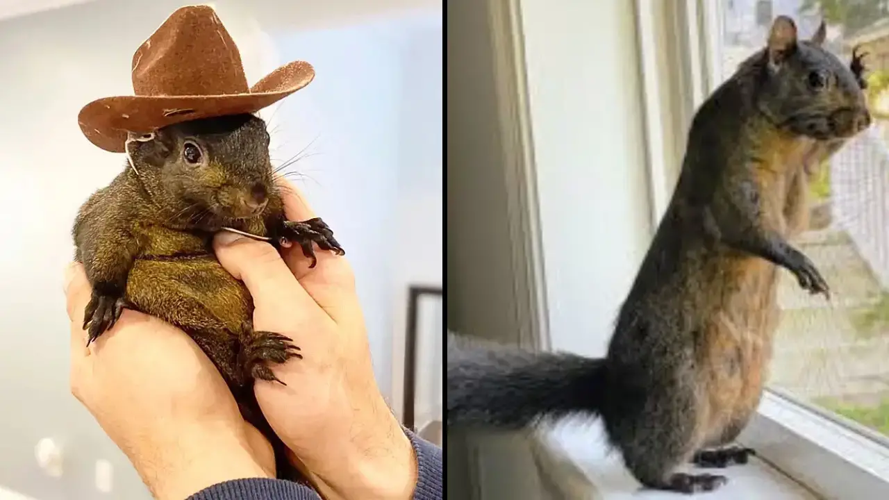 Peanut, a beloved pet squirrel known for his social media fame, was euthanized by New York state wildlife officials.