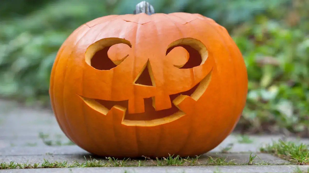 Experts are warning the public not to dump their pumpkins in the woods. 