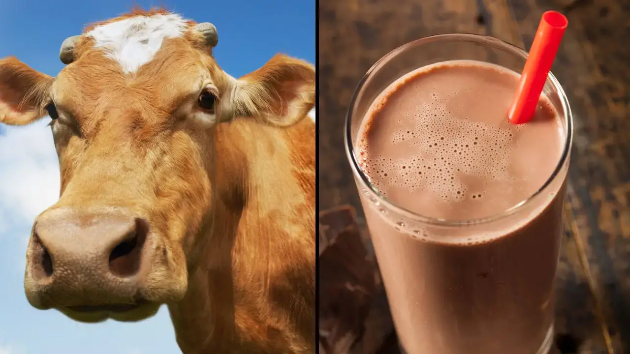 A study has revealed that millions of Americans believe brown cows produce chocolate milk.