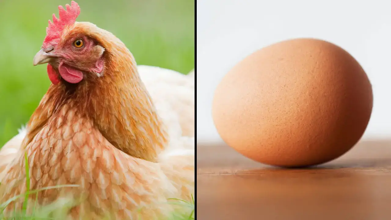 What came first the chicken or the egg? Scientists believe they've finally discovered the answer.