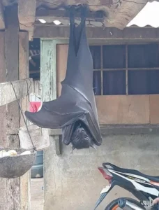 'Human-sized bat'