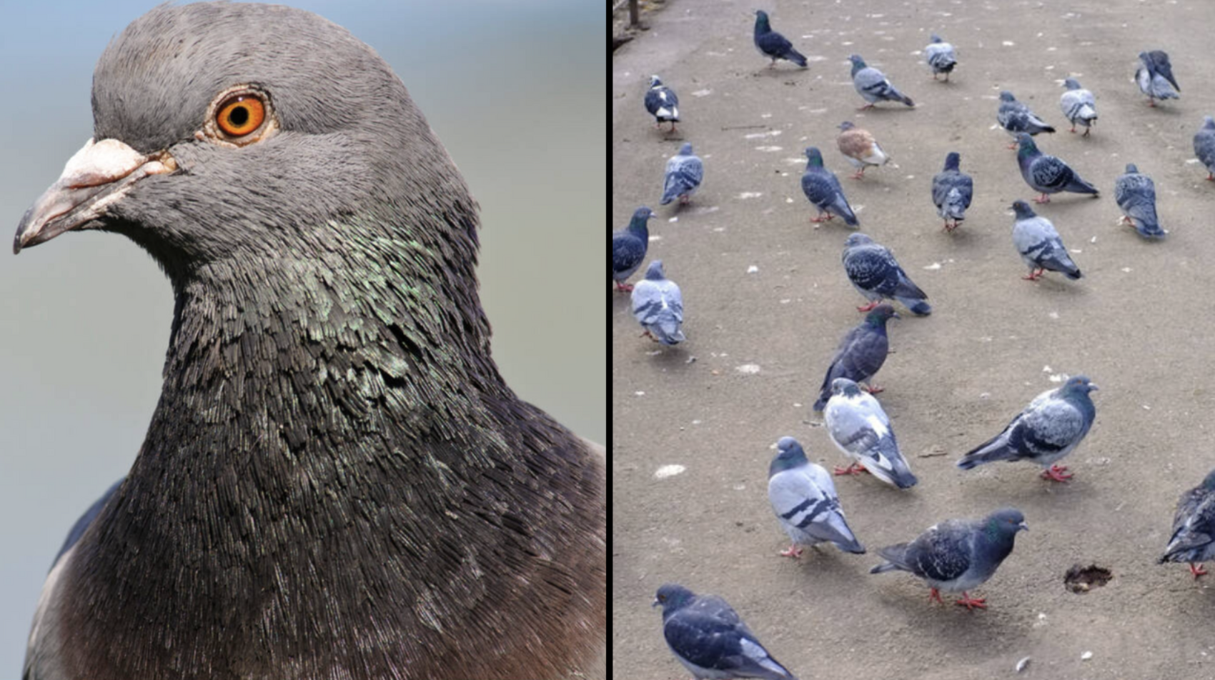 An expert has solved the mystery of why we never seem to see baby pigeons.