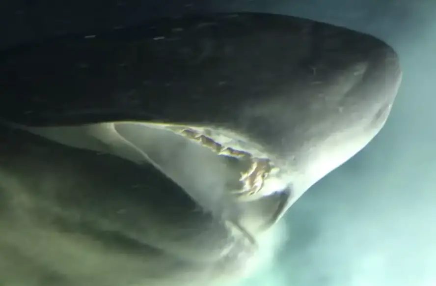 Bluntnose six gill shark.