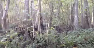 'Bigfoot' footage.