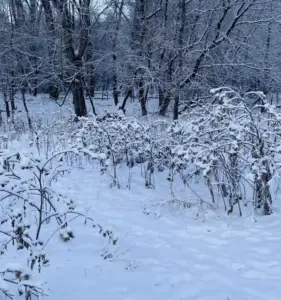 Hidden dog in snow photo. 