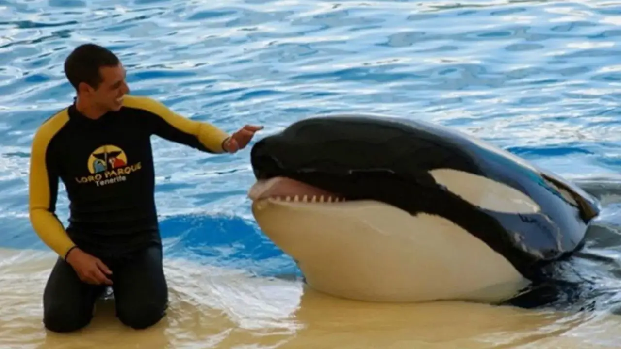 A trainer endured a horrific death as a SeaWorld orca crushed him and 'violently played with his body'. 