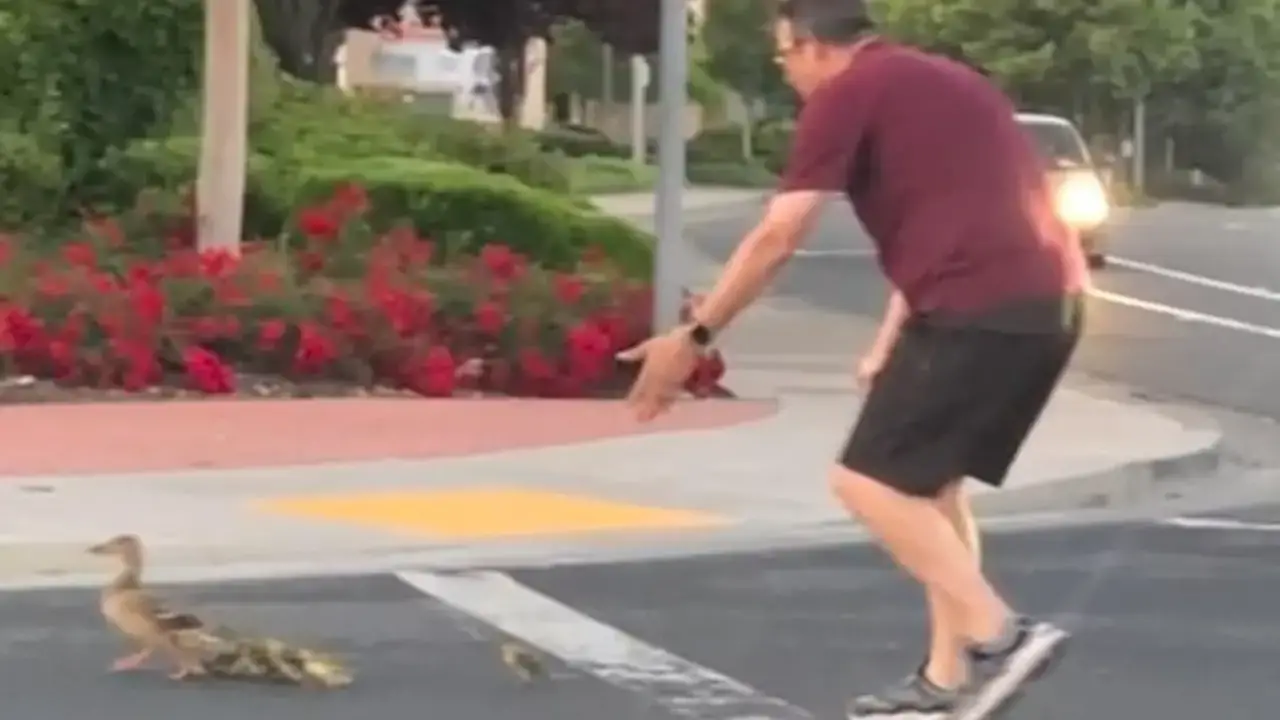 A dad-of-two tragically died just moments after helping ducklings cross a busy road. 