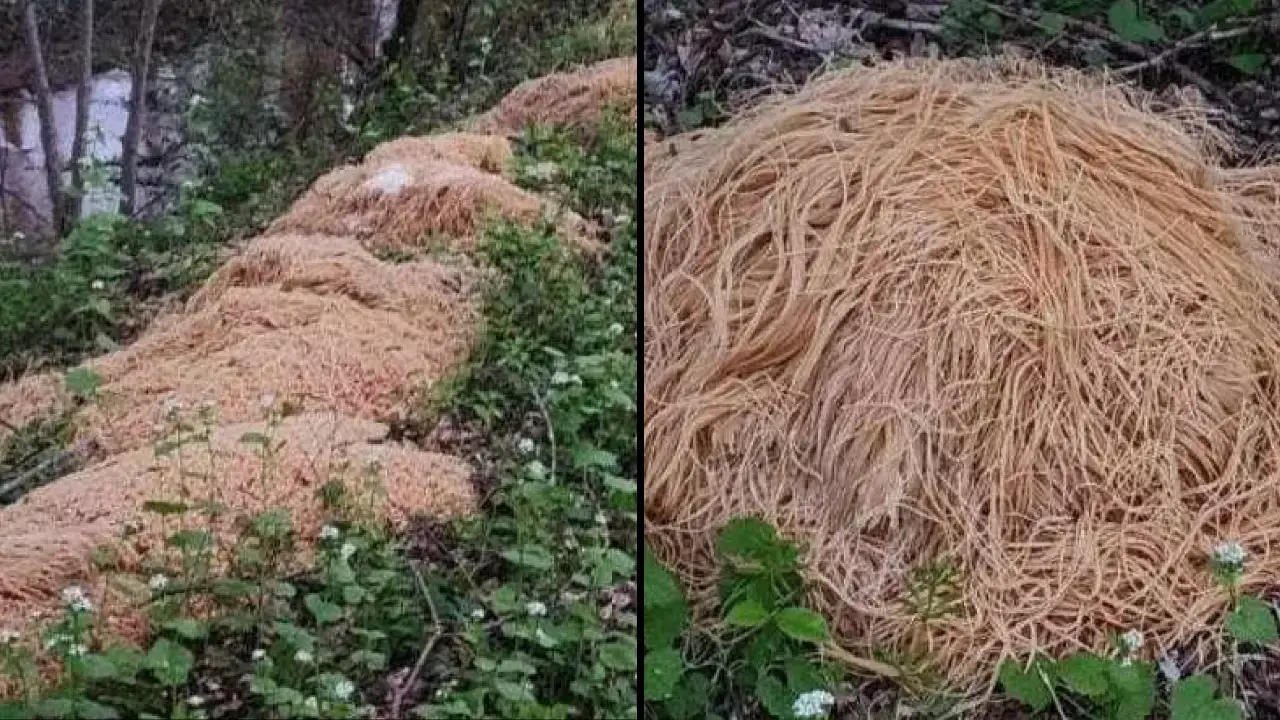 Cooked pasta dumped in New Jersey.