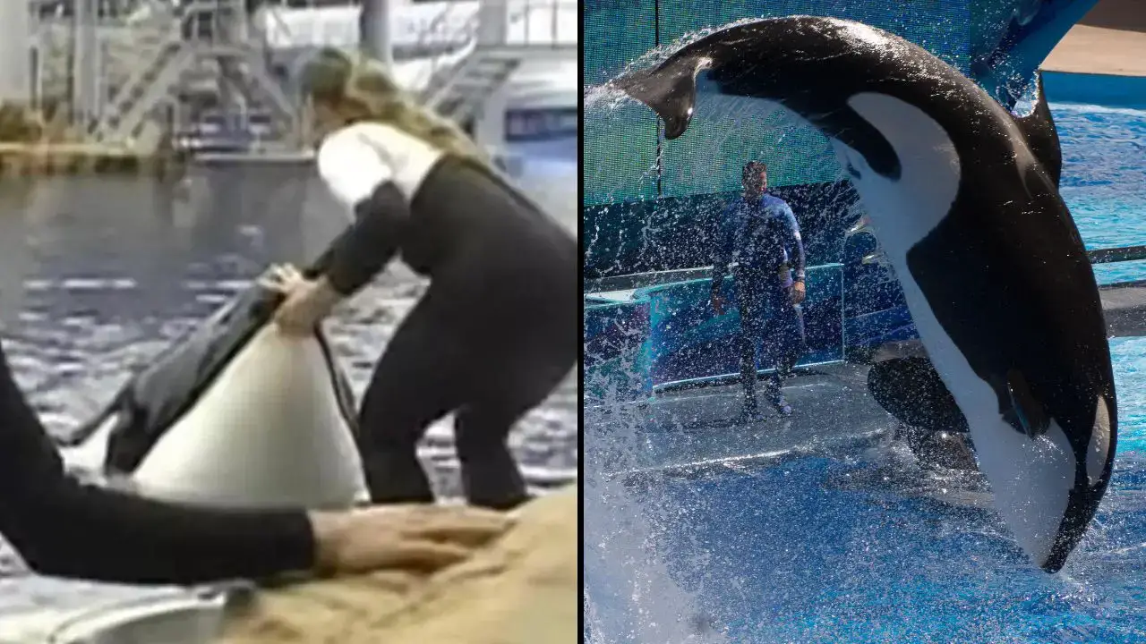 The final moments of SeaWorld trainer Dawn Brancheau before orca Tilikum killed her have left people heartbroken. 