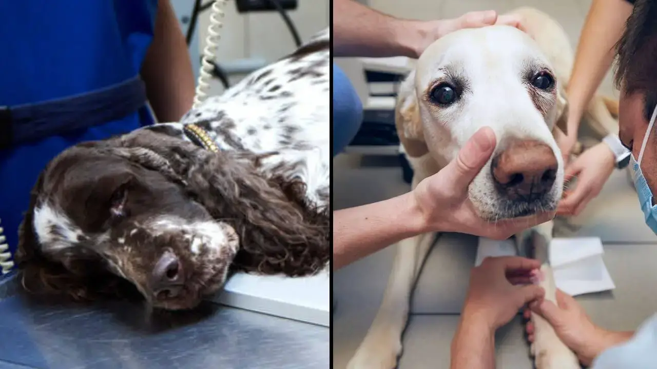 A vet has issued an emotional plea to dog owners regarding the moment their pet is put down. 