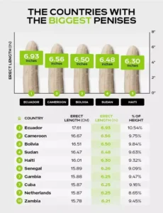 Average penis size