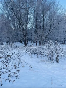 Hidden dog in snow photo. 