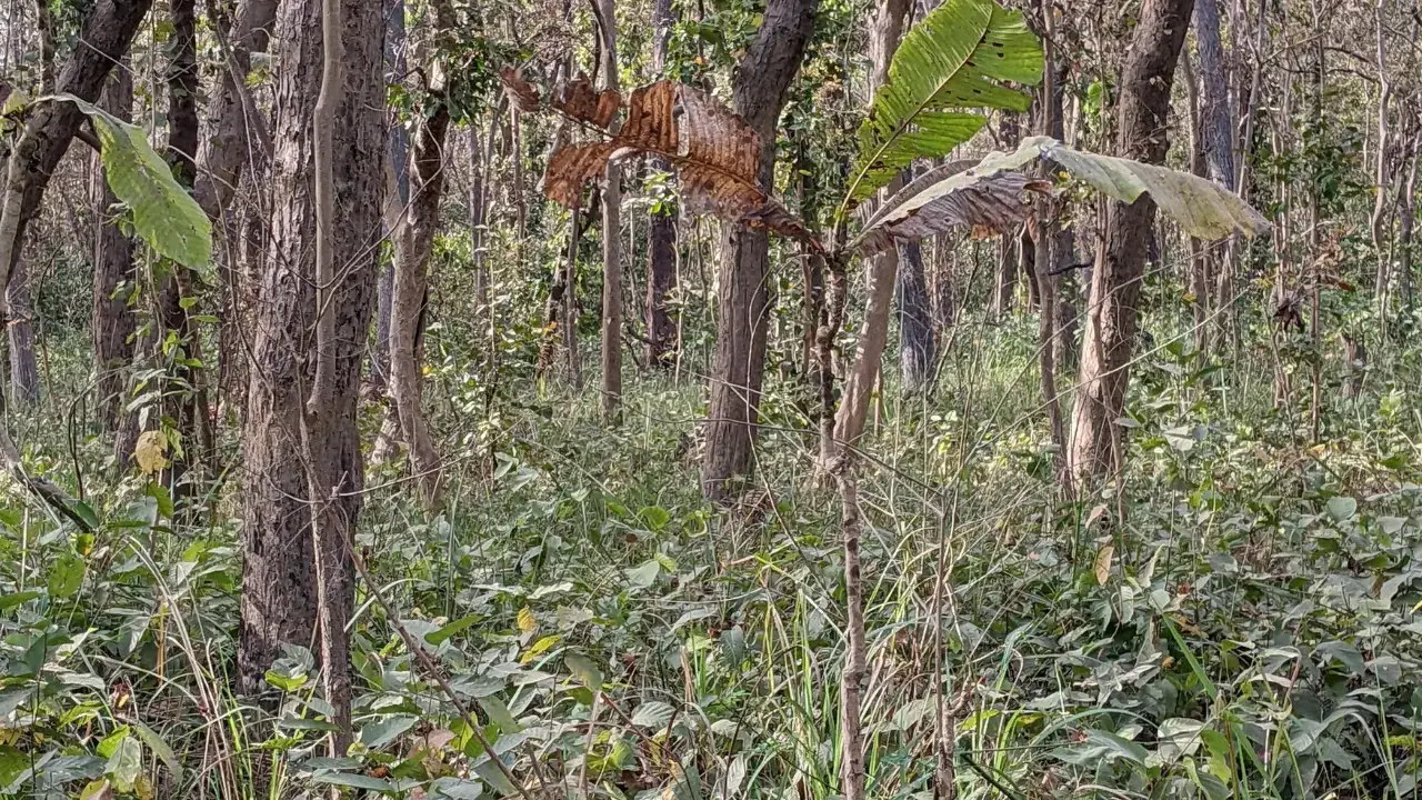 A photo of a tiger hiding in the jungle has gone viral on social media - apparently, if you spot it quickly it indicates a high IQ!