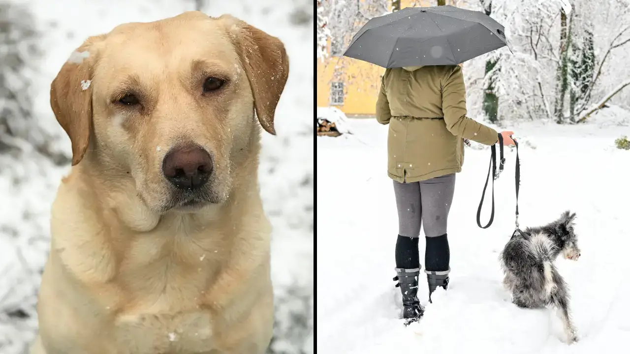 An expert has issued a warning over when it's too cold to walk your dog.