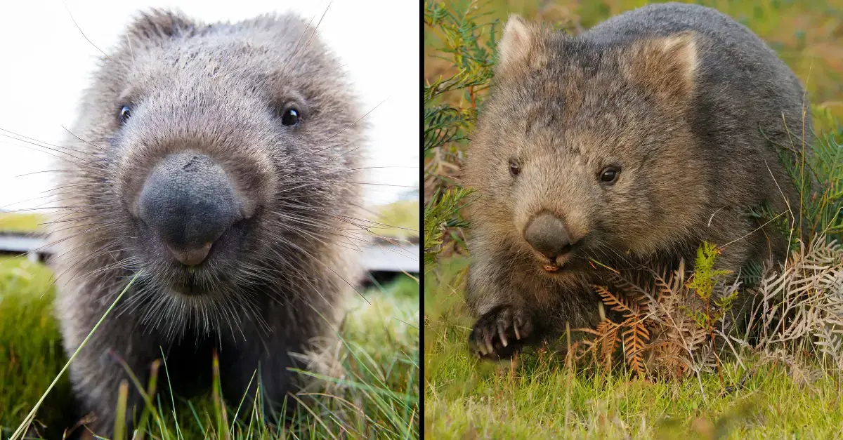 Scientists have finally solved the mystery of why wombat poop is square - as they are the only known species to do so. 