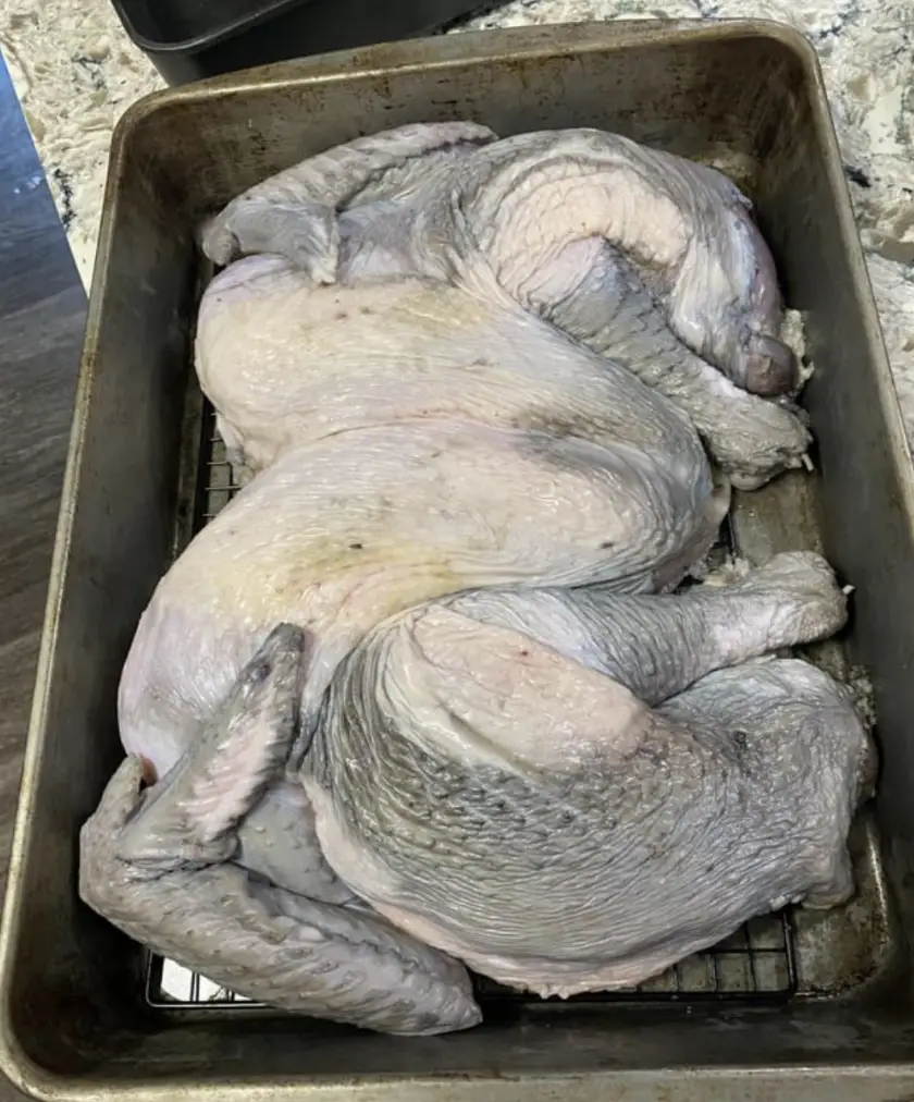 Gray turkey. 