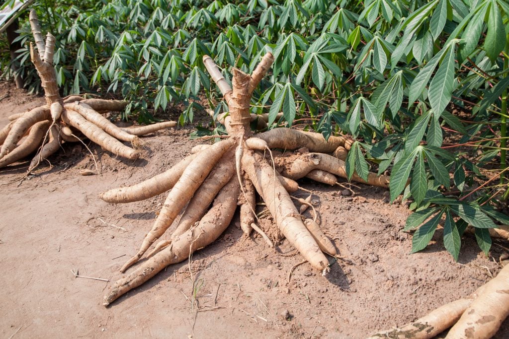 Cassava