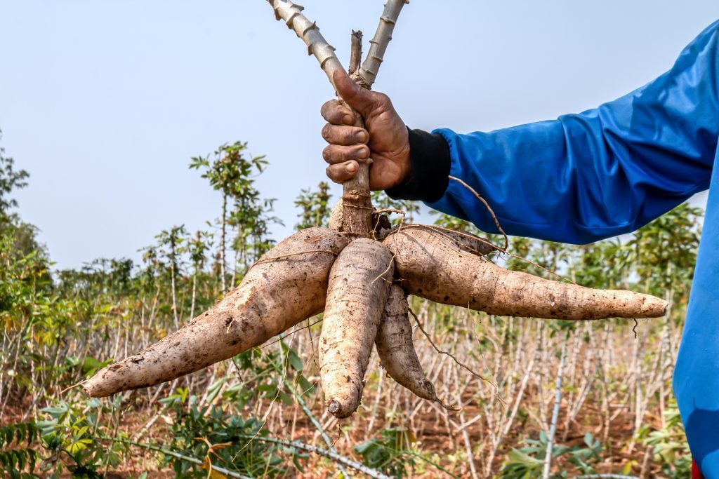 Cassava