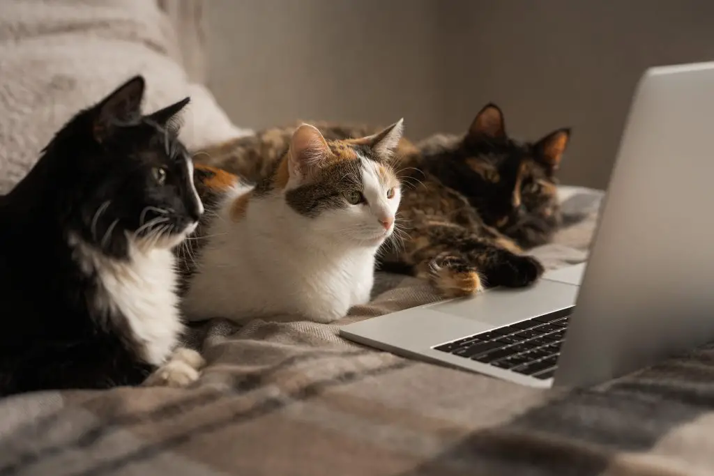 The internet loves cats! 