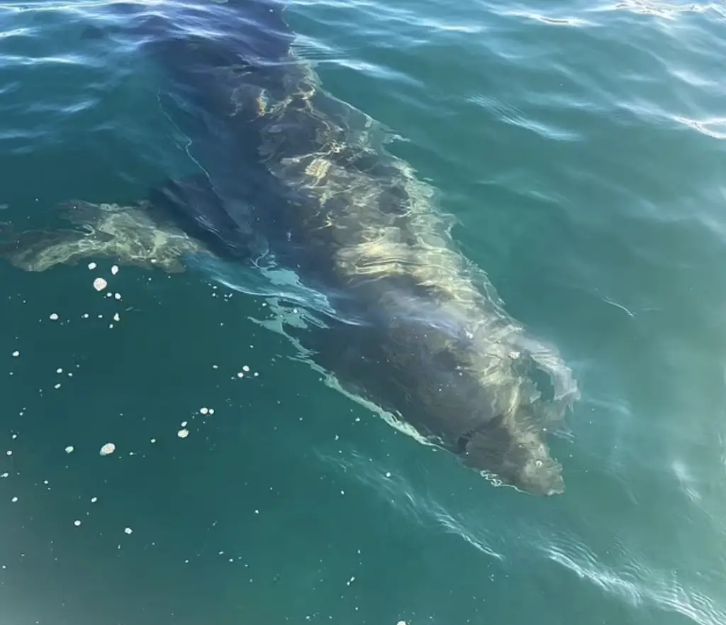 Shark near Aldinga Beach, south of Adelaide.