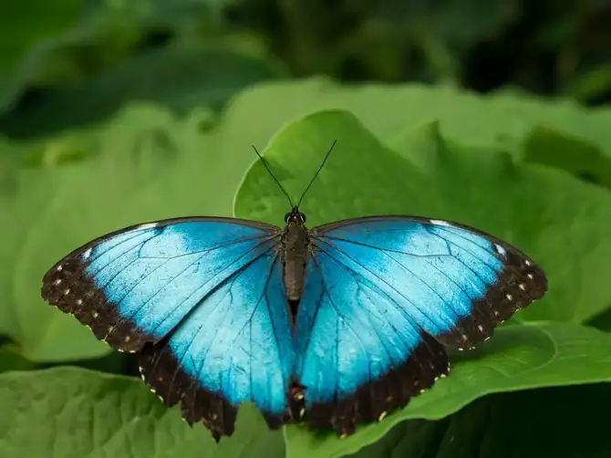 Close up of butterfly.