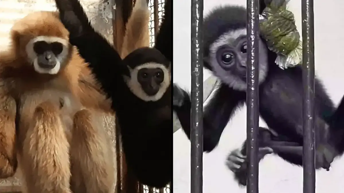 Japanese keepers have cracked the case of how a female monkey named Momo became pregnant, despite living in complete isolation at the zoo.