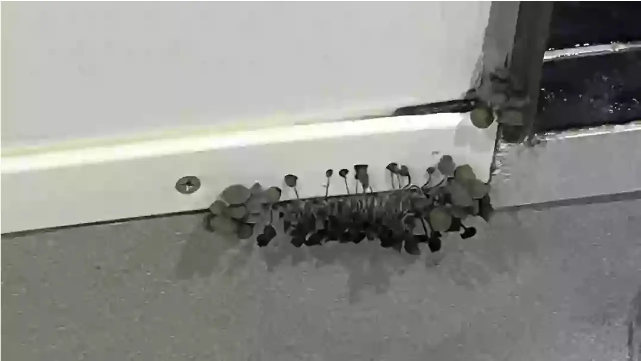 A college student received an urgent warning after discovering a shocking mushroom growth spreading along the wall of their shared bathroom.