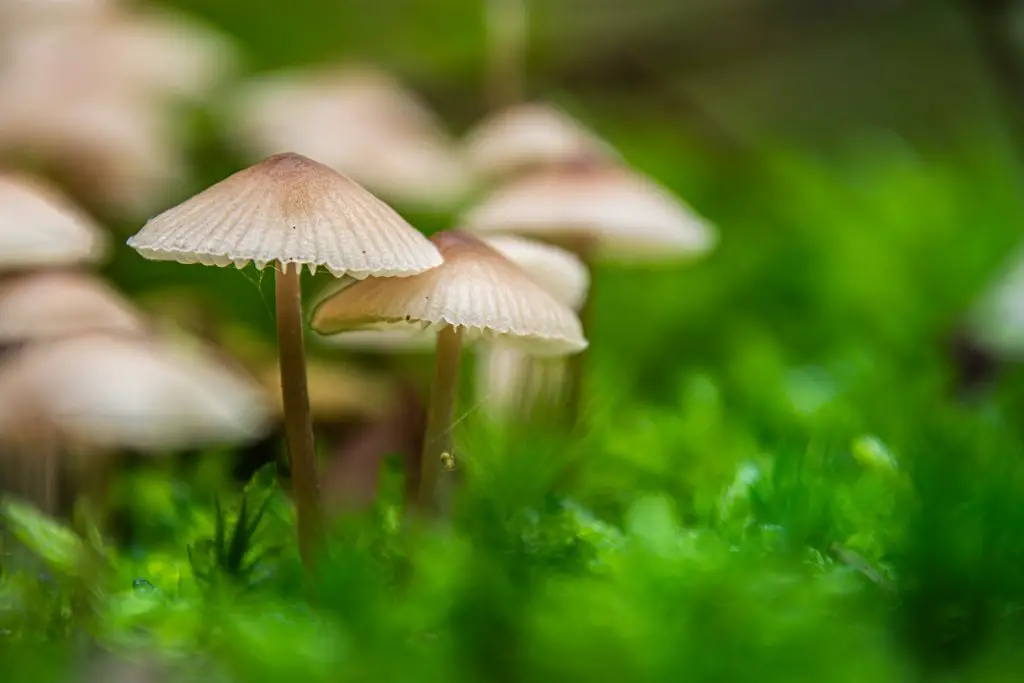 Death Cap Mushrooms