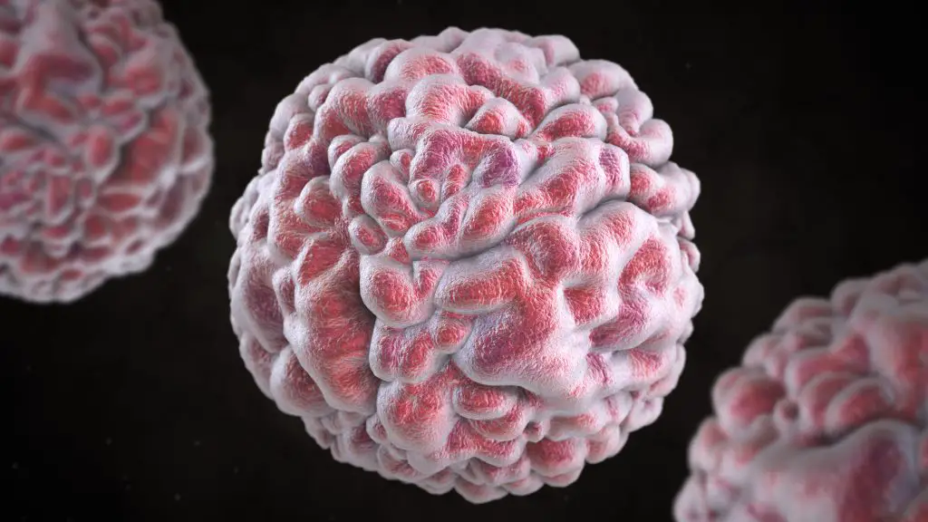 norovirus