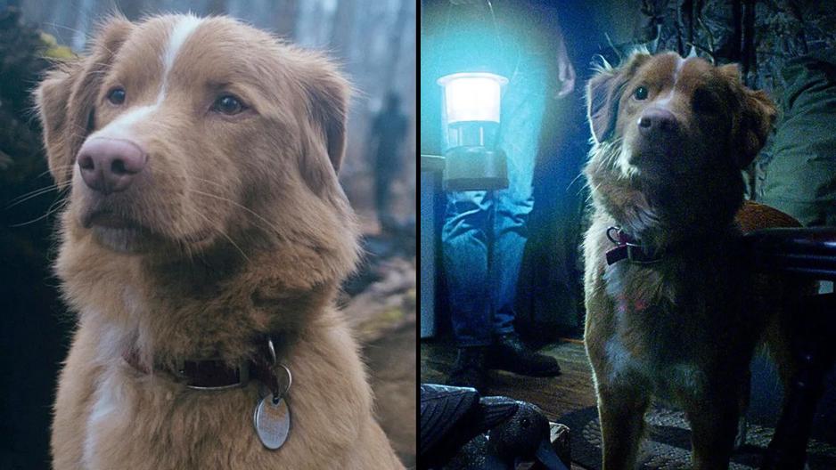 A new horror film, Good Boy, is shot through the lens of a dog, and has received a perfect score from critics.
