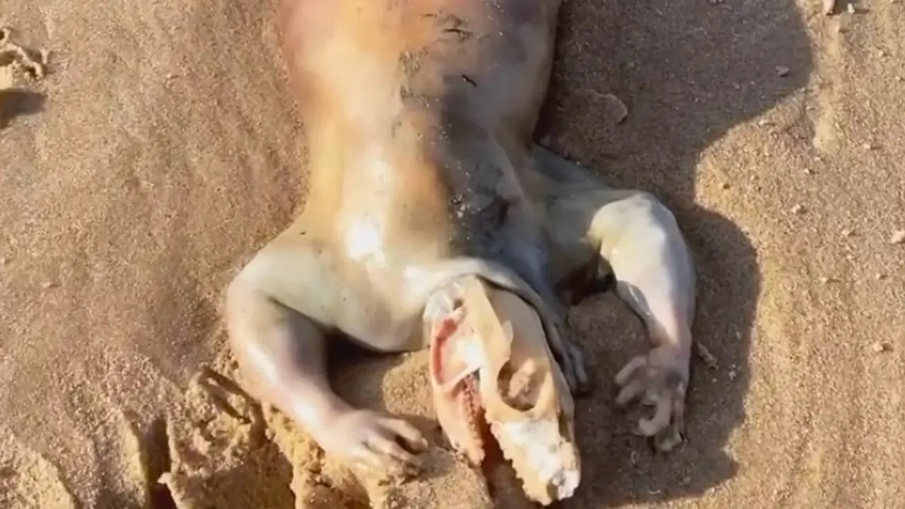 A bizarre 'alien' creature discovered on an Australian beach has sparked widespread curiosity and speculation online.