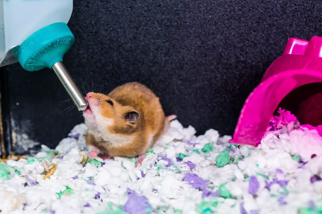 A hamster.