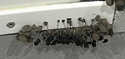 Mushrooms growing on wall.