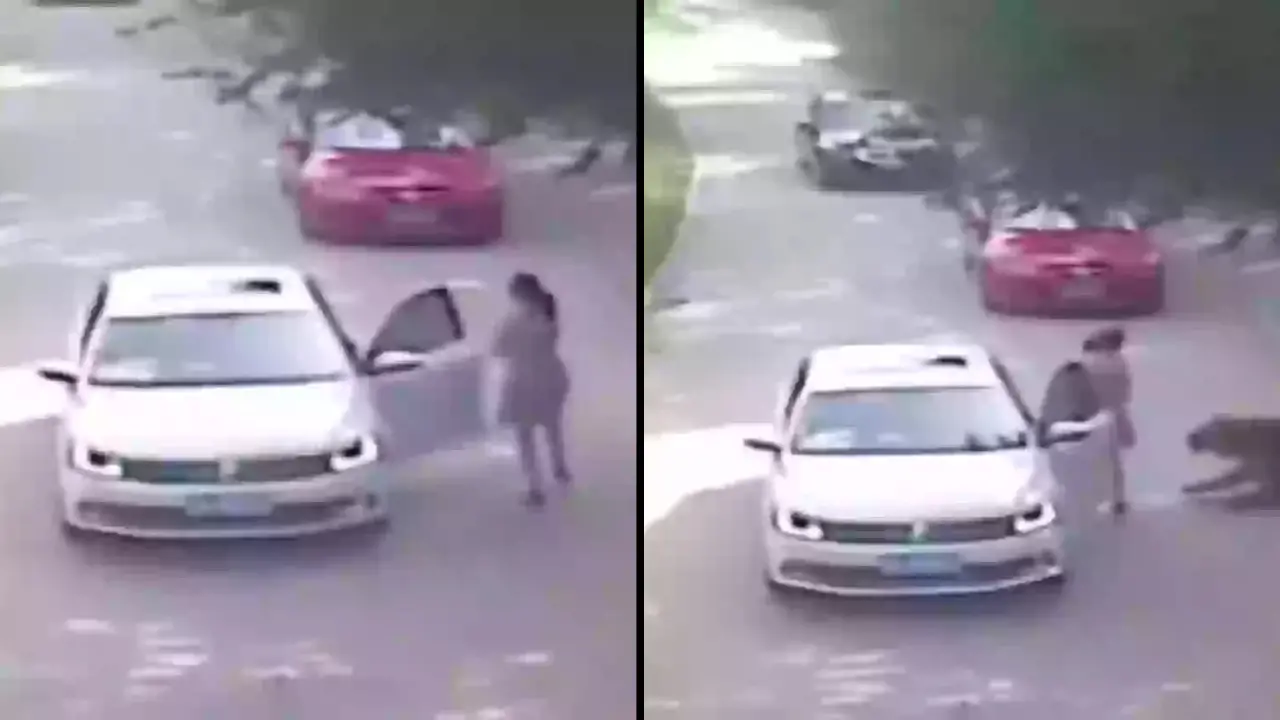 A mom lost her life while attempting to save her daughter from a tiger attack at a wildlife park in Beijing, China.