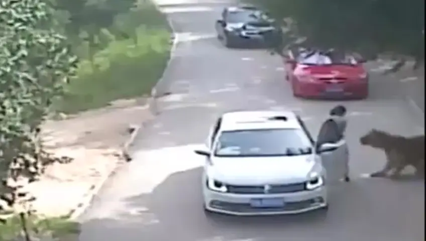 Woman attacked by tiger.