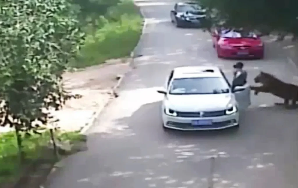Woman attacked by tiger.