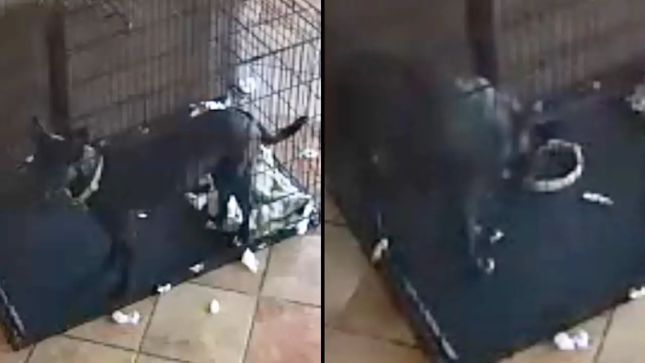 A woman has shared terrifying security footage which she claims shows a 'ghost' removing her dog's collar.