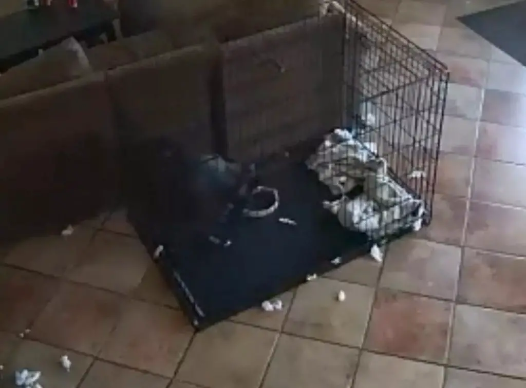 'Ghost' removes dog's collar.