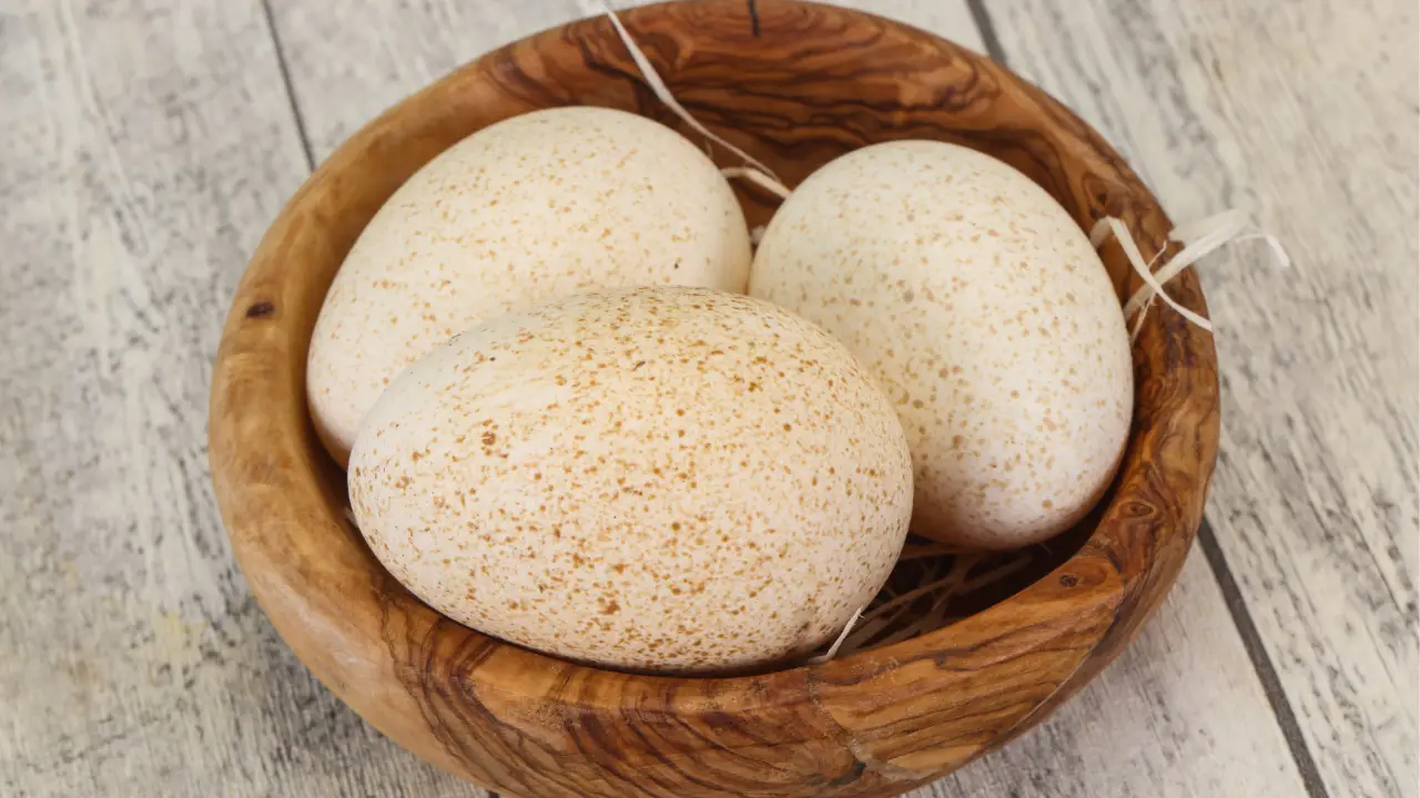 People have been left shocked after learning why we don't eat turkey eggs, including biology, economics, and historical misconceptions.