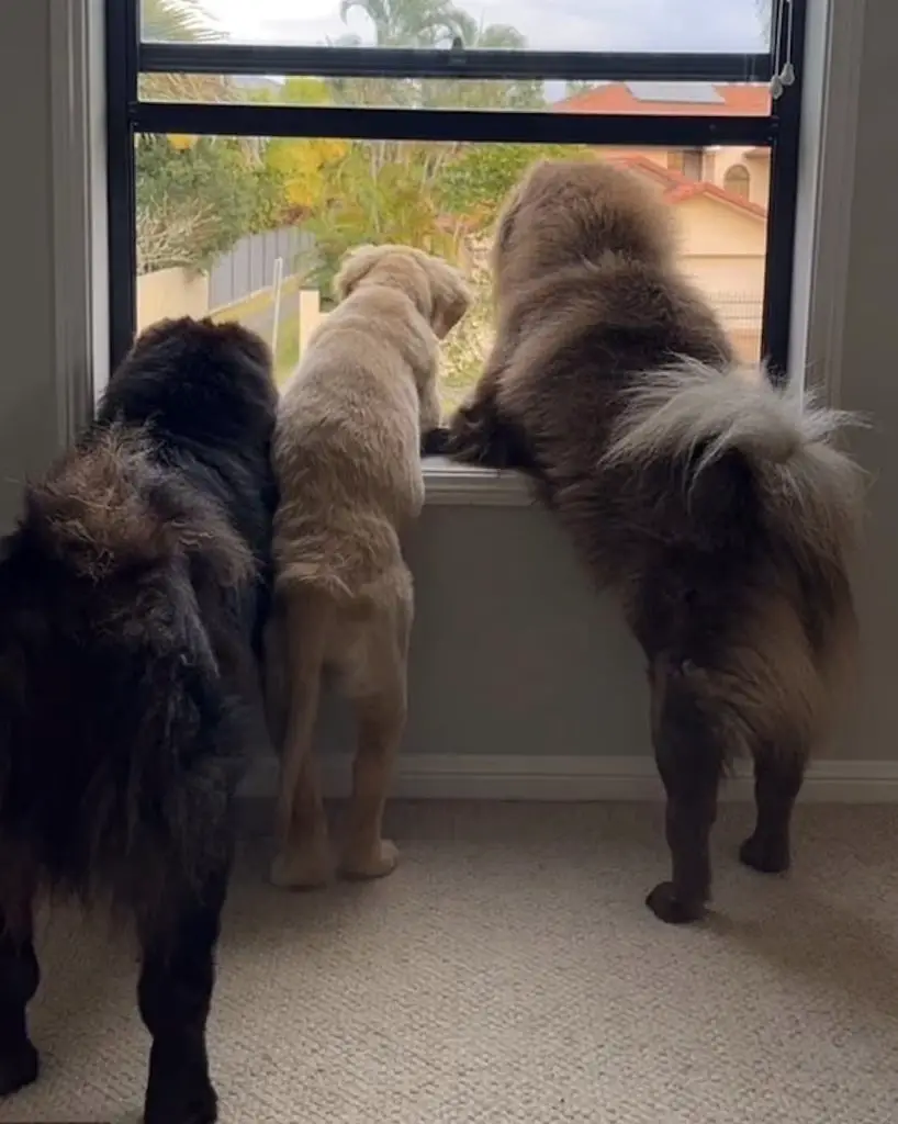 Dog image Meta AI mistake