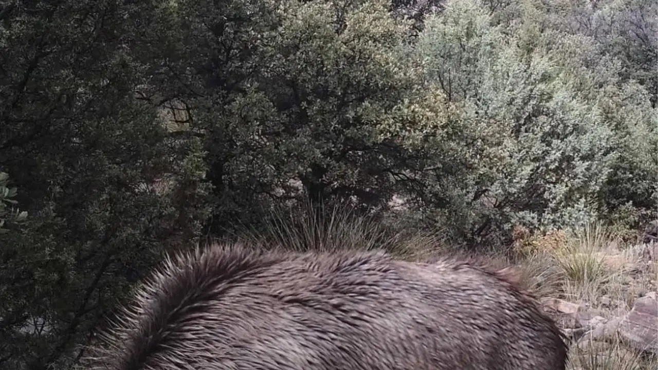 If you can spot the mountain lion in this photo, you may have a high IQ.