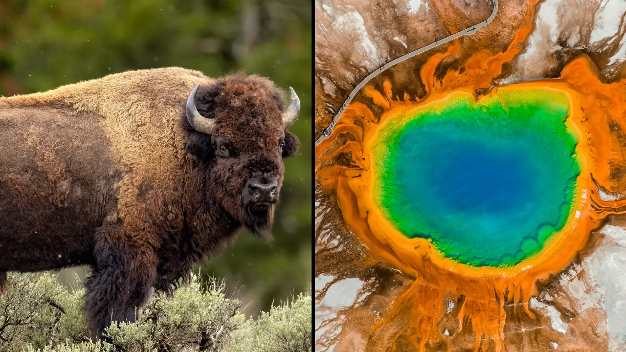 A Yellowstone bison has died after tourists captured the moment he fell to his death in the boiling spring