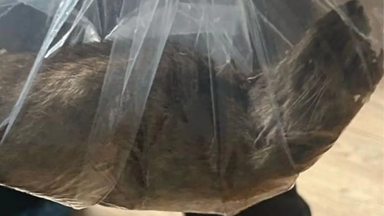 A pest control expert has issued a fatal warning after a 22-inch rat was discovered in a U.K. home.