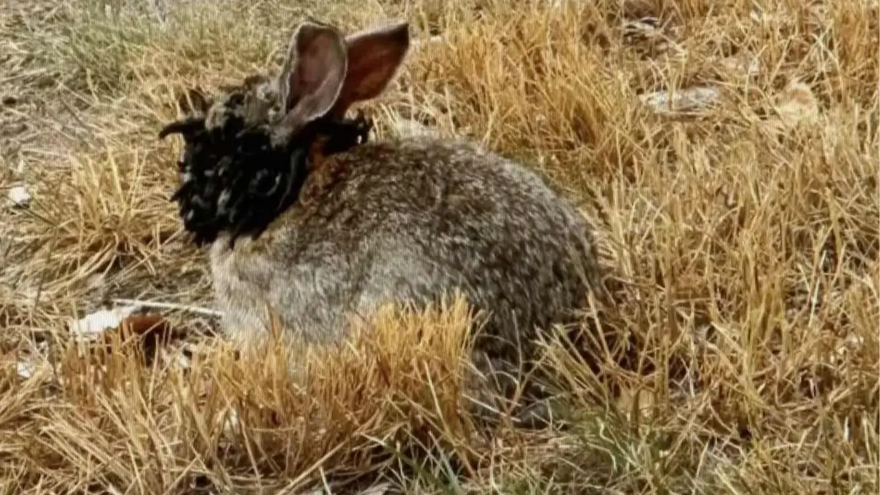 People have been horrified after discovering rabbits with tentacles, as experts issue a stark warning.