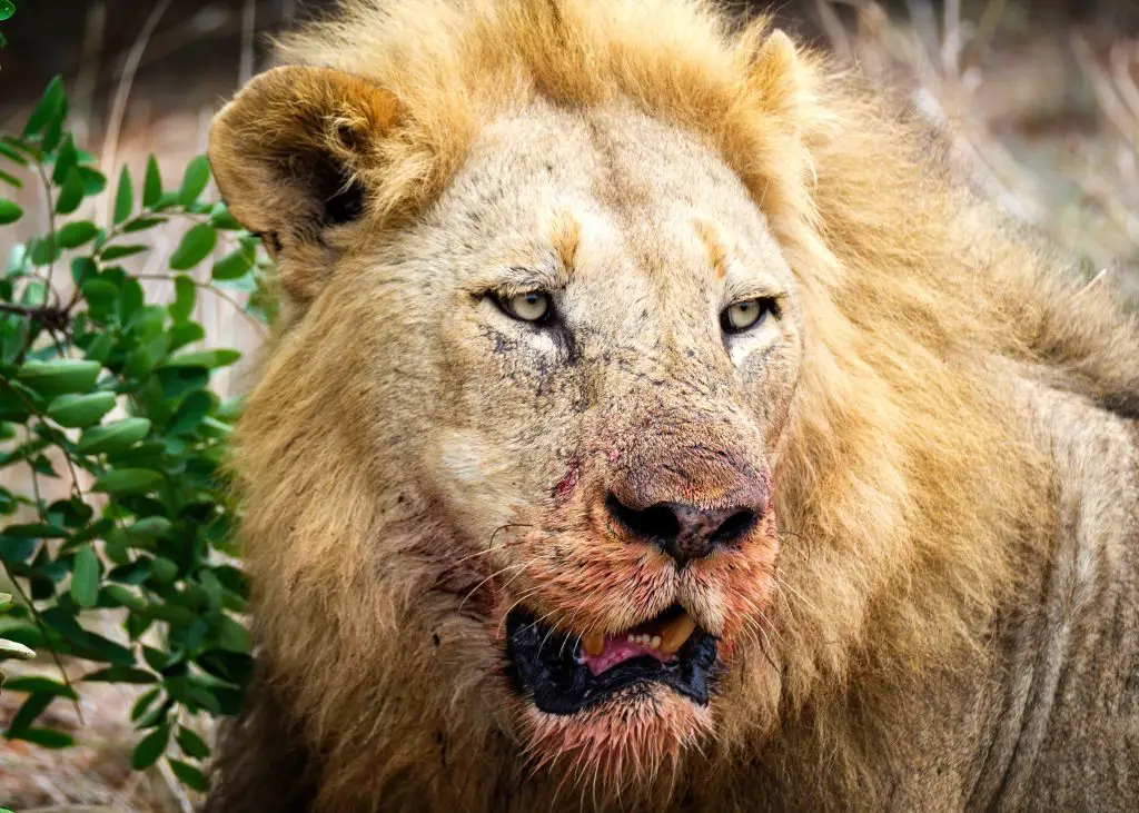 lion