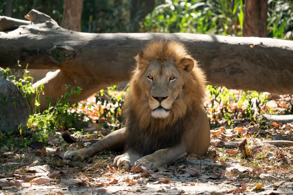 Lion